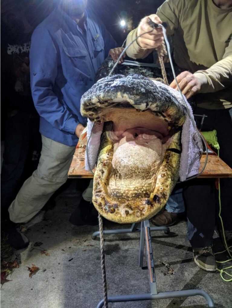 New Alligator Study Sparks Warnings About Toxic Levels of Heavy Metal in Wetlands