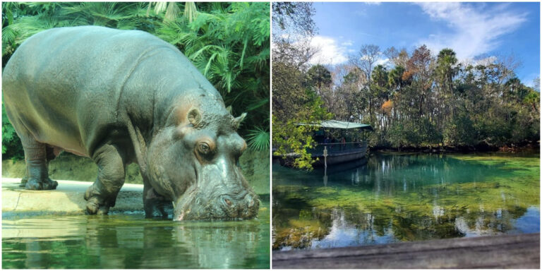 America’s Oldest and Most Beloved Hippo Dies in Florida