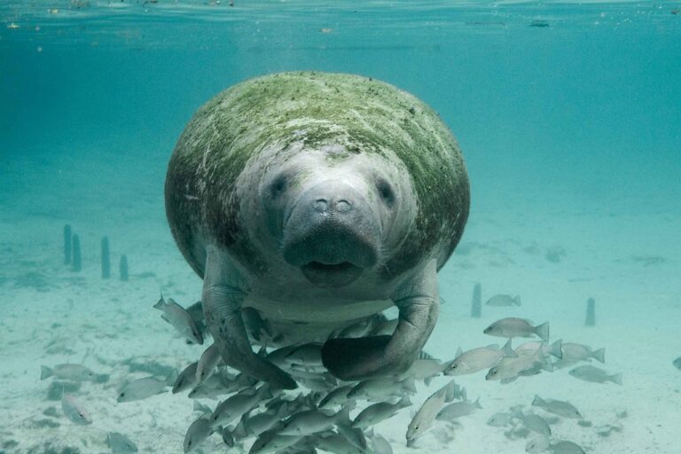 Florida Manatees: Down But Not Out —Yet