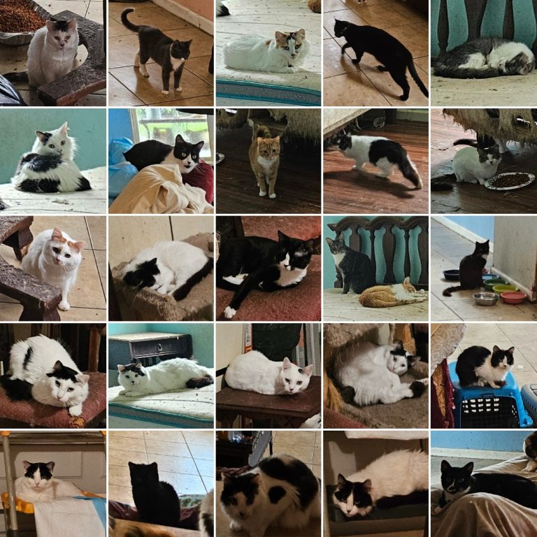 Nearly 100 Cats Found Crammed Inside Florida Home — No Charges Filed