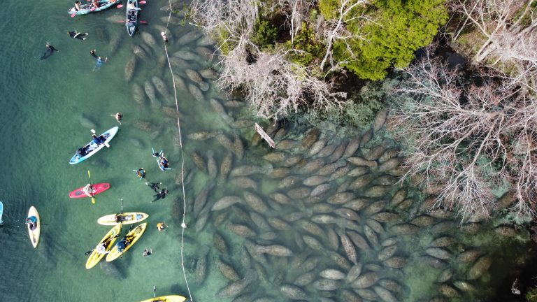 This Is The Only Place in Florida Where You Can Swim with Manatees
