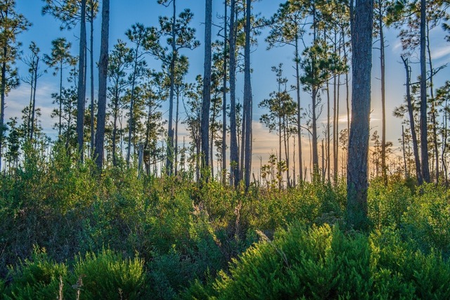 Florida Just Added a Brand-New State Forest—And It’s a Big One