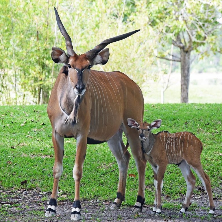‘Freak Accident’ Leads to Sudden Loss of Giant Eland at Miami Zoo