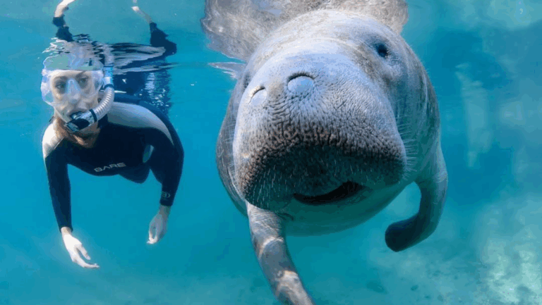 10 Incredible (and Safe!) Ways to Experience Florida's Wildlife