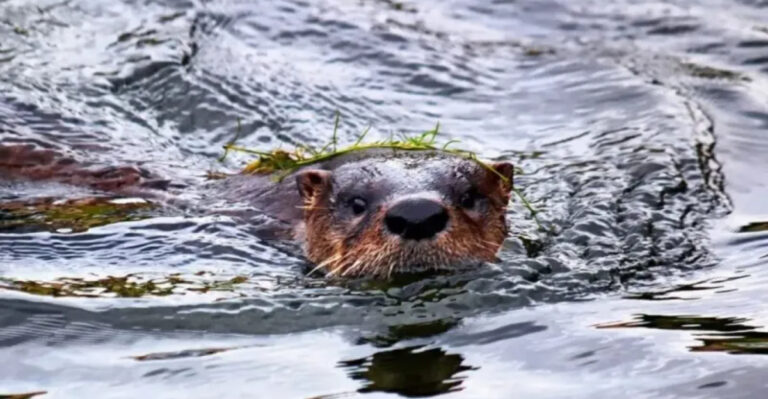 10 Florida Marsh Walks Where You’re Almost Guaranteed to Spot Otters