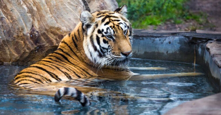 10 Florida Wildlife Rescues Where You Can Meet Animals Up Close