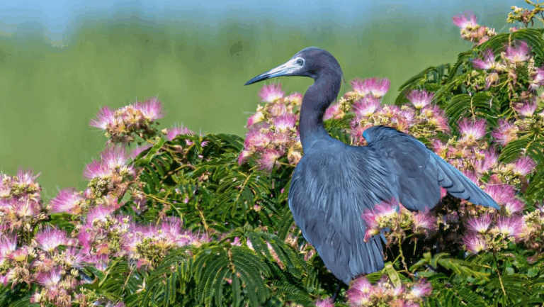 11 Eco-Friendly Things to Do in Florida for a Guilt-Free Getaway