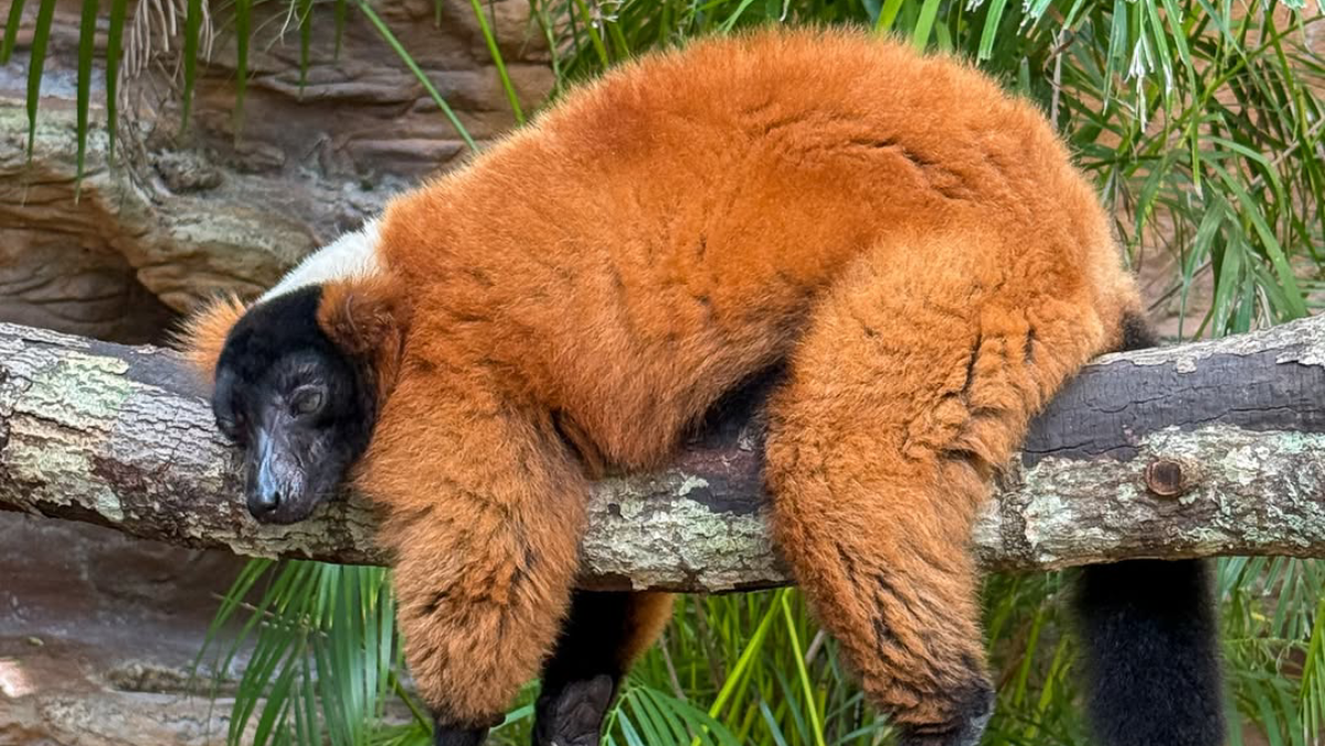 6 Florida Zoos That Won't Break the Bank for Family Day Out