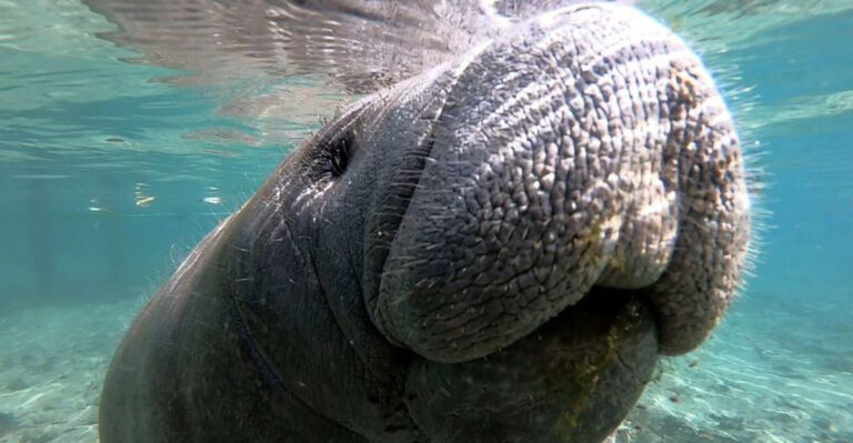 7 Places in Florida Where Manatees Gather Every Winter—Right Now