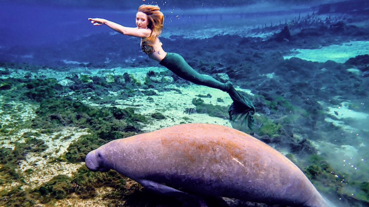 8 Florida Manatee Viewing Areas That Feel Like a Nature Secret