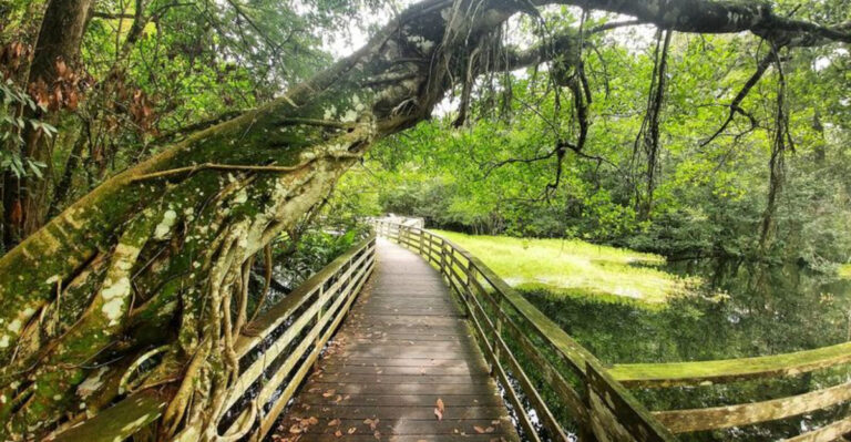 8 Best Florida Birding Locations for New Birdwatchers