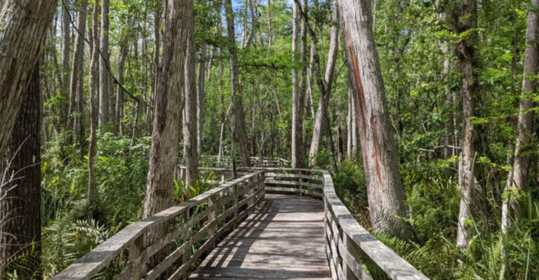 8 Florida Nature Walks That Look Straight Out of a Fantasy Movie