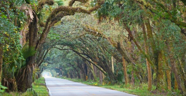 8 of Florida’s Most Beautiful Tree Tunnels & Where to Find Them