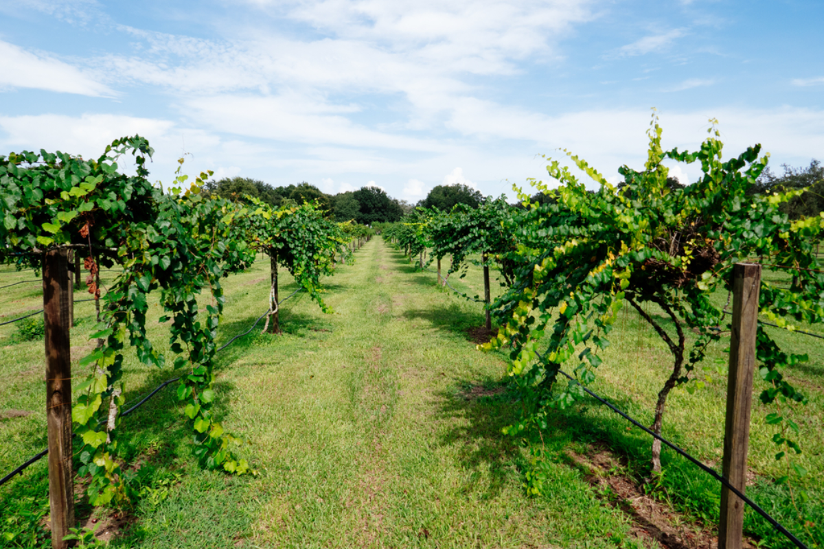 9 Scenic Florida Wineries Perfect for Sipping, Strolling, and Sunset Views