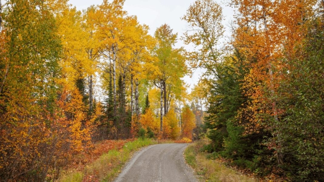 Florida’s Secret Spots for Stunning Fall Foliage You Won’t Believe