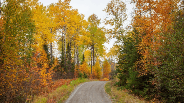 Florida’s Secret Spots for Stunning Fall Foliage You Won’t Believe ...