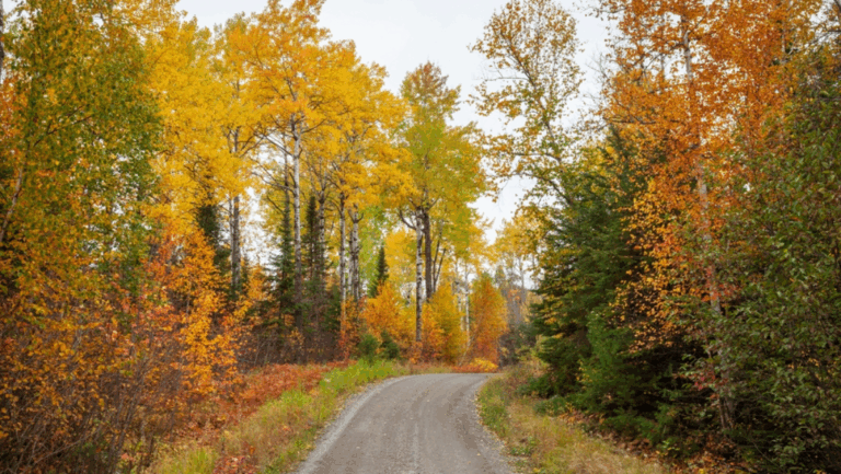 Florida's Secret Spots for Stunning Fall Foliage You Won't Believe Exist in the Sunshine State