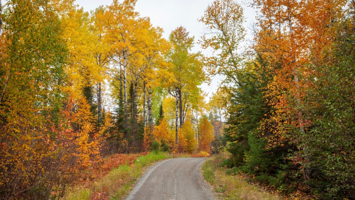 Florida's Secret Spots for Stunning Fall Foliage You Won't Believe Exist in the Sunshine State