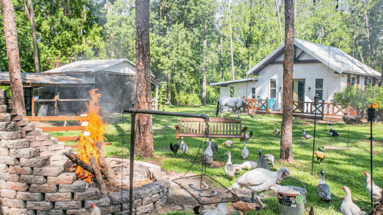 This Florida Airbnb Lets You Sleep, Relax and Give Endless Belly Rubs