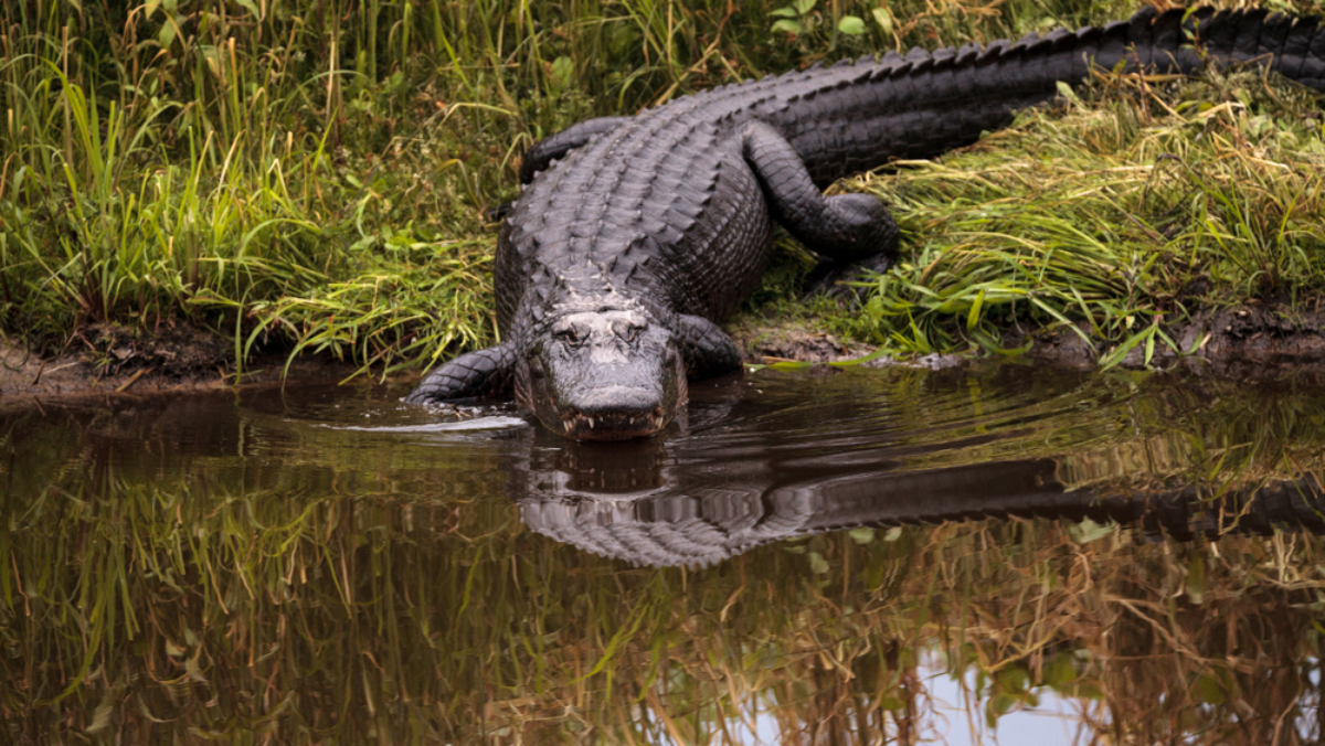 10 Spots in Florida Where You'll Probably See Gators
