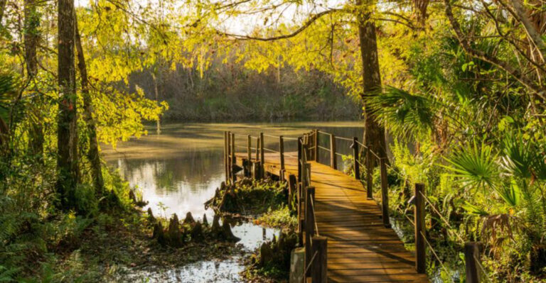 10 Florida Forests That Feel Like Stepping Into Another Country