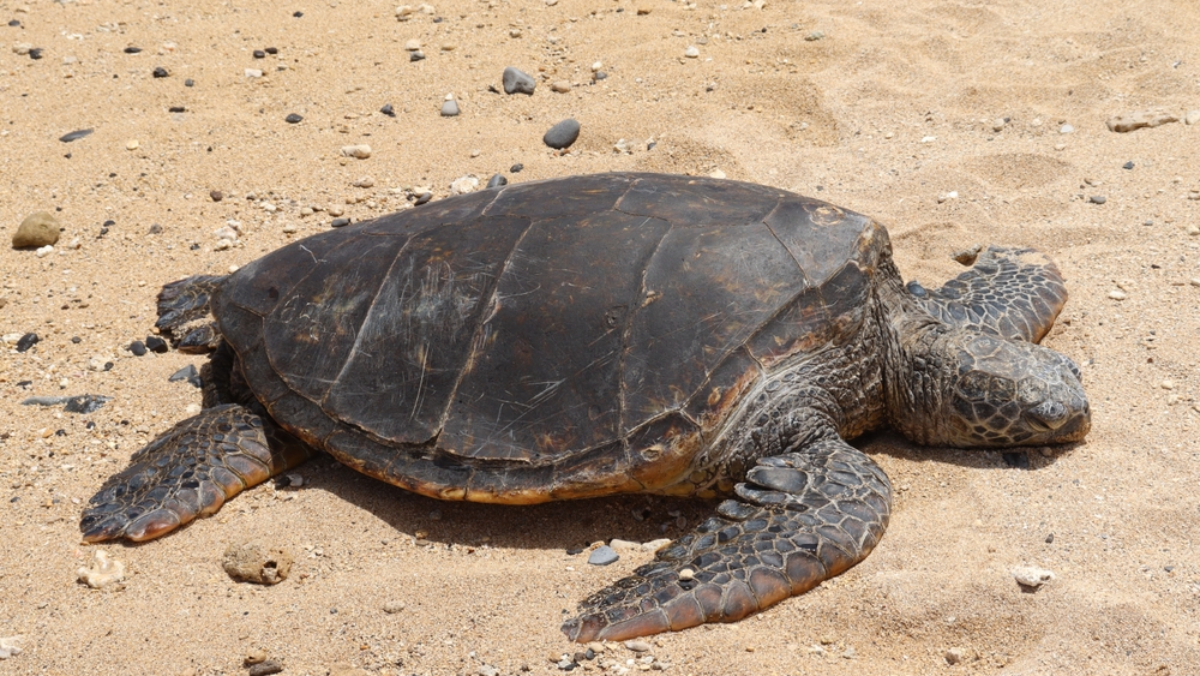 6 Florida Spots Where You Can See Wild Sea Turtles Up Close