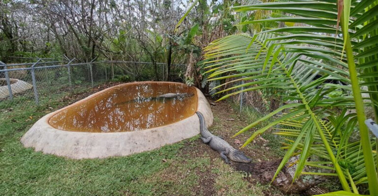 7 Florida Restaurants With Alligators Practically in the Backyard