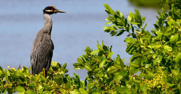 8 Bird-Watching Hotspots in Florida Every Local Should Visit Once