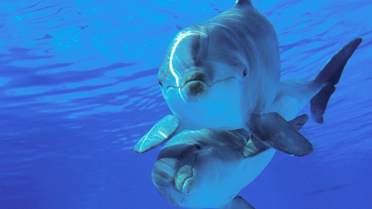 Florida Dolphin Hotspots: The Best Places to See Them Up Close