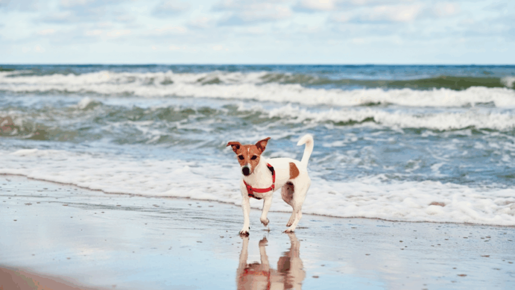 These Dog-Friendly Florida Beaches Are Puppy Paradise