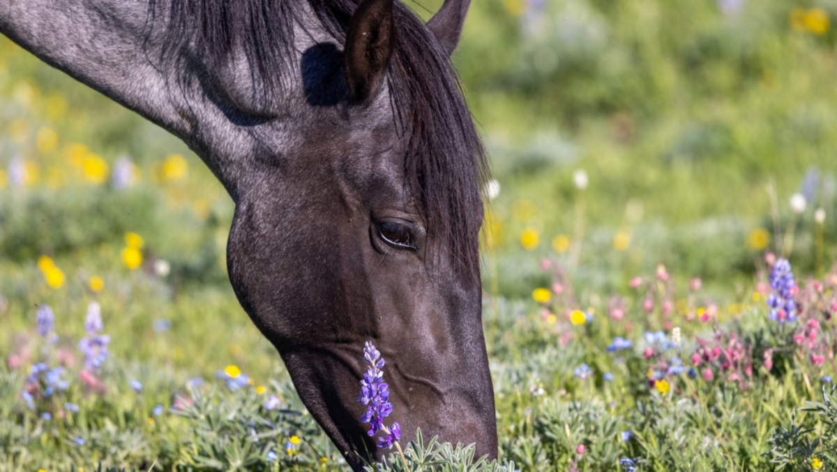 This Florida Park Is Home to Wild Horses—and You Can See Them
