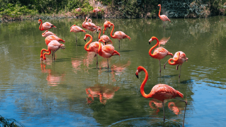 Where to See Flamingos in Florida—Plus the Exact Best Time to Go