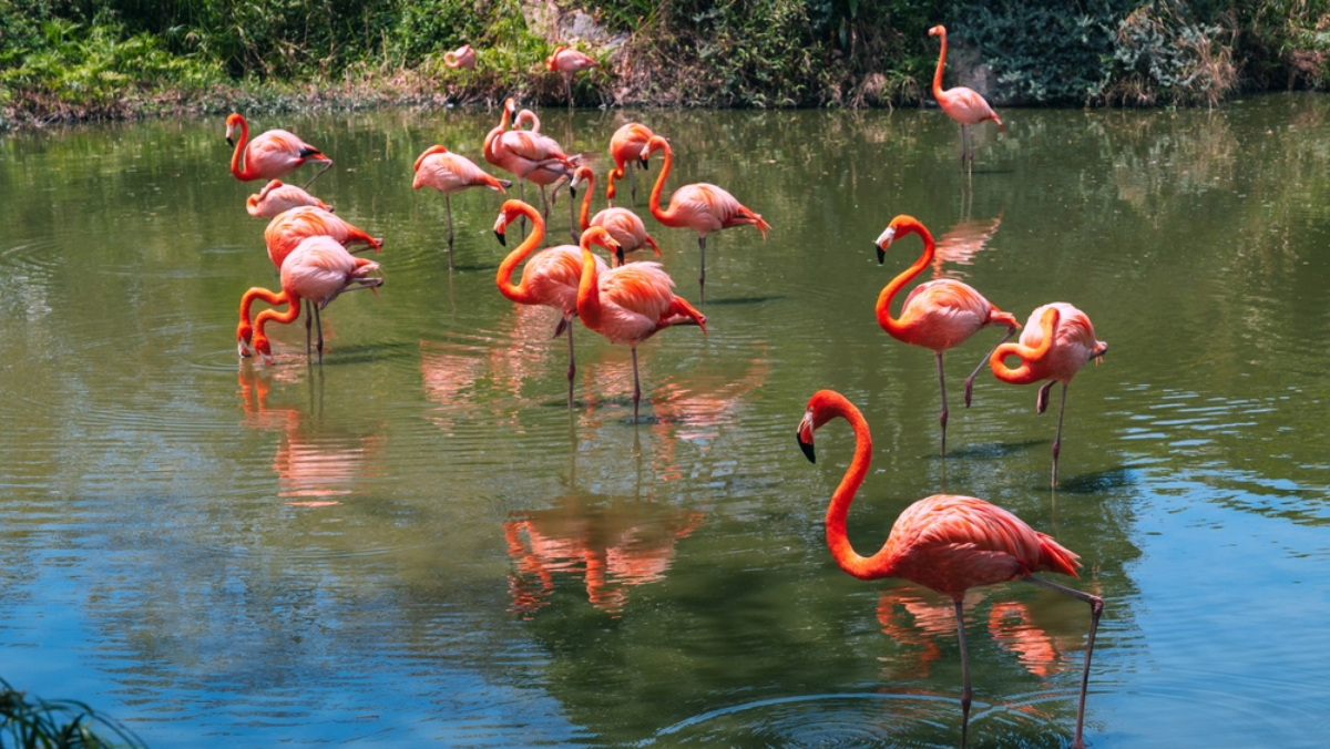 Where to See Flamingos in Florida—Plus the Exact Best Time to Go