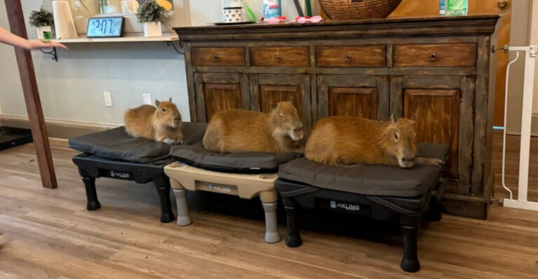 Florida Restaurants Where Animals Roam Around