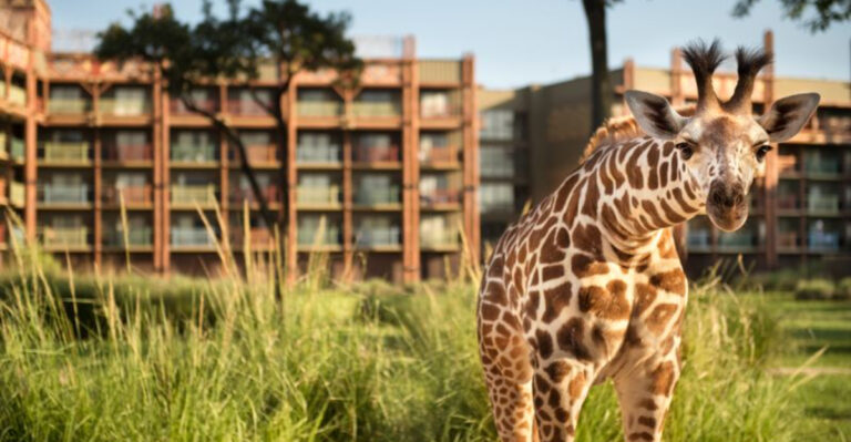Only in Florida: Wild Animal Encounters You Can Actually Book