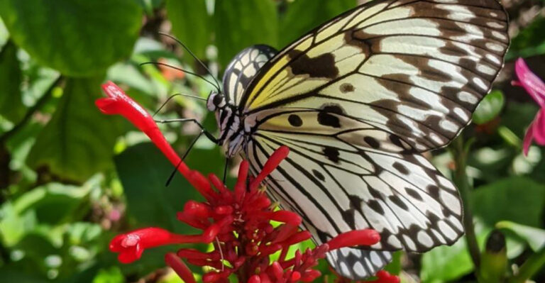 This Peaceful Florida Town Is Famous for Butterflies and Coastal Charm