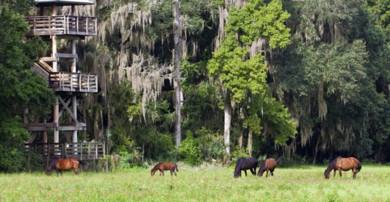 Where to See Wild Horses in Florida — Yes, They Exist