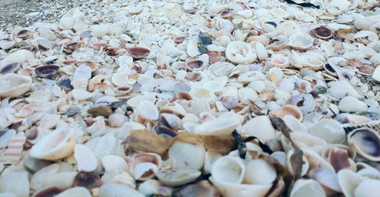 Why Sanibel Island Is the Best Place to Find Seashells in Florida