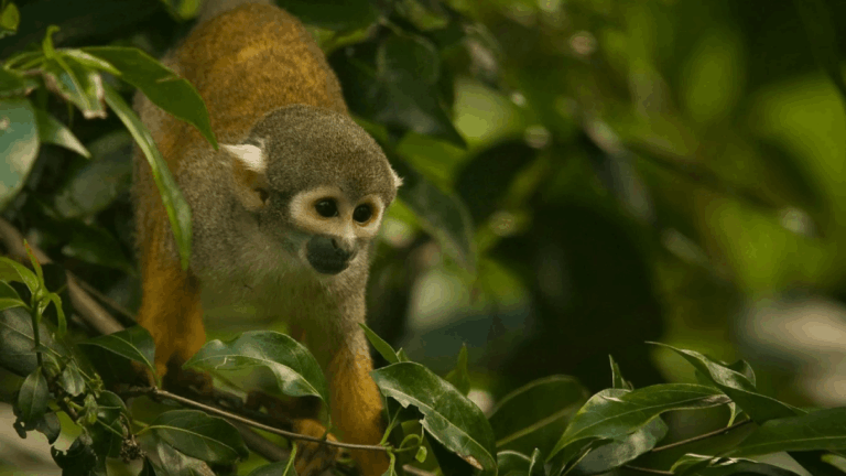 4 Places in Florida Where You Can Actually See Monkeys