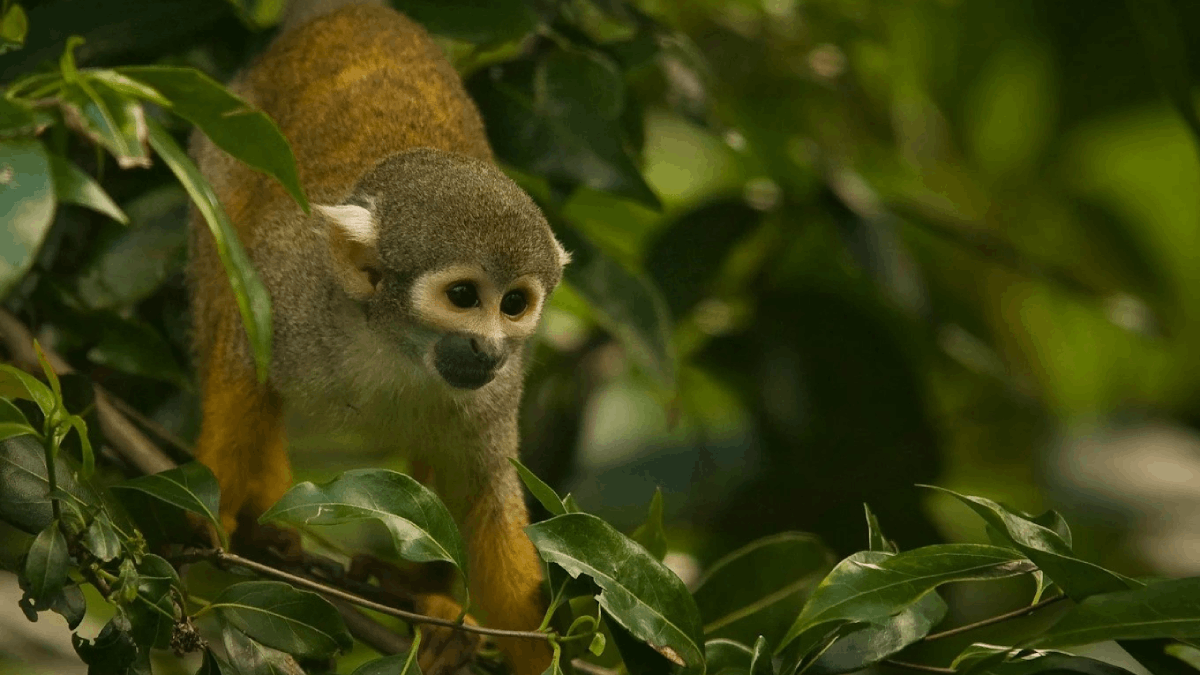 4 Places in Florida Where You Can Actually See Monkeys