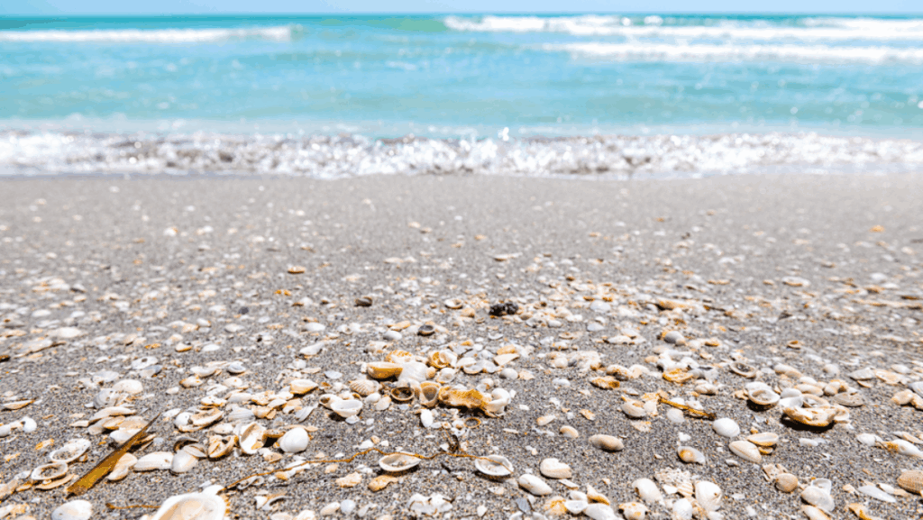 6 Florida Beaches Where Shells Cover the Shore
