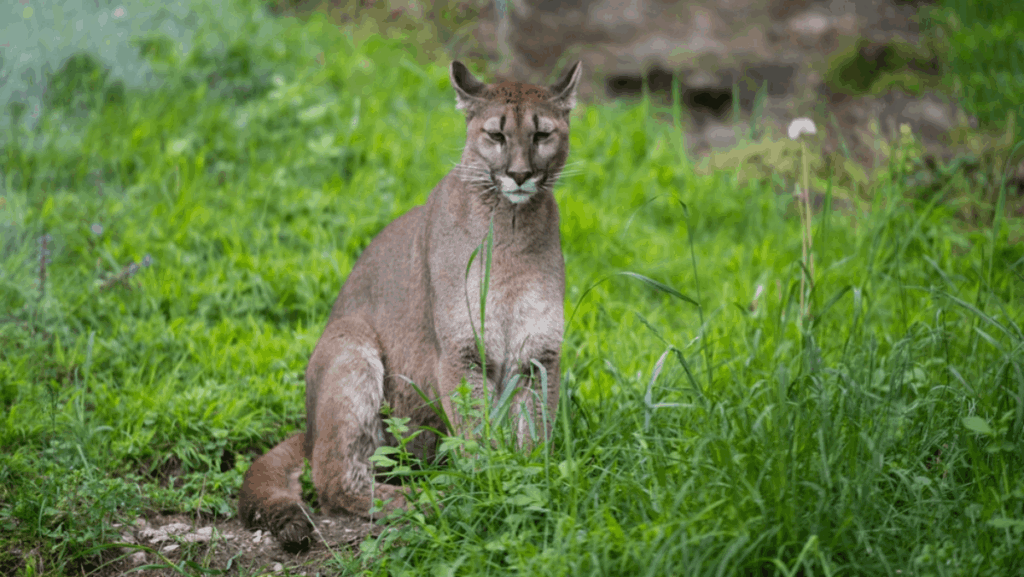 6 Places in Florida Where You Might Spot a Florida Panther