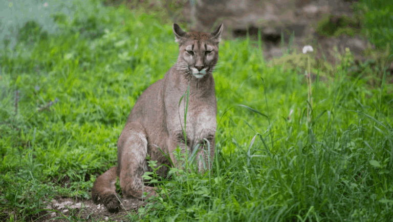 6 Places in Florida Where You Might Spot a Florida Panther