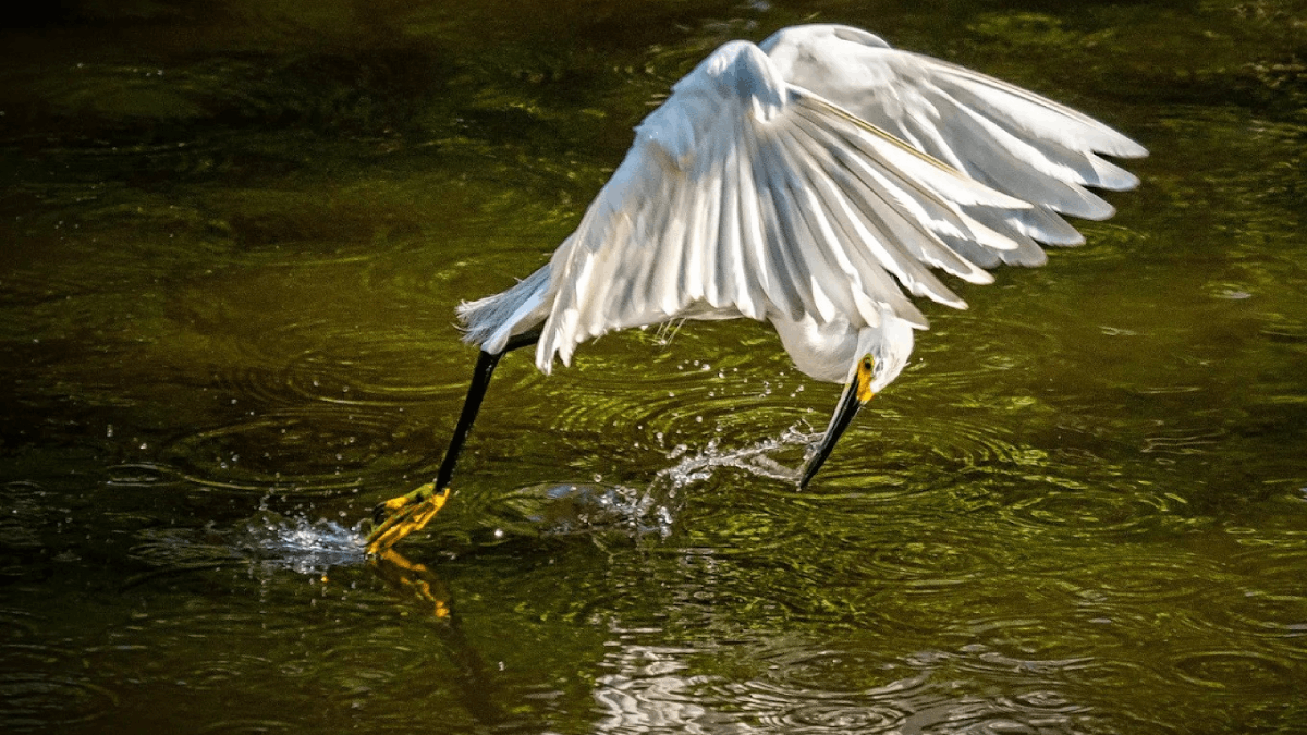 7 Incredible Wildlife Sanctuaries Hiding in Plain Sight Across Florida