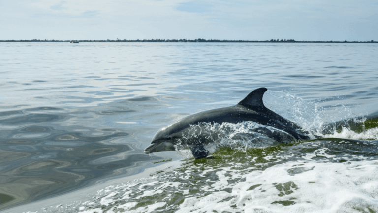 8 Florida Beaches Where You'll See Dolphins Almost Daily