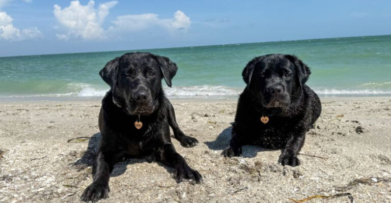 8 Best Dog-Friendly Beaches in Florida for Your Furry Friend