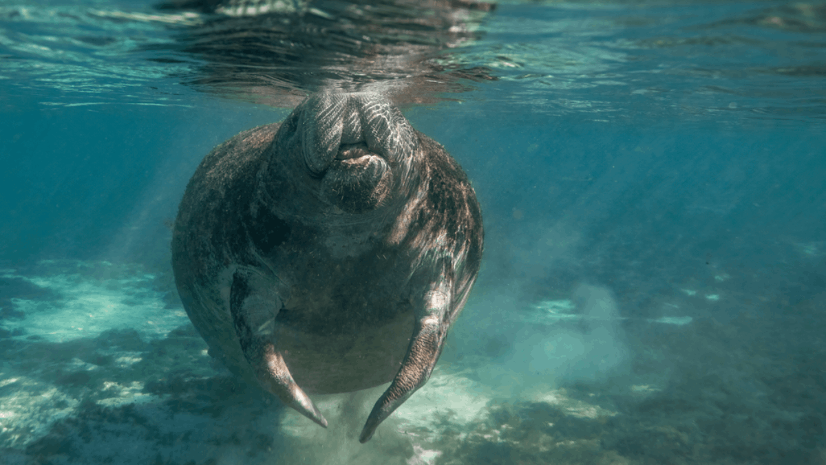 9 Florida Nature Experiences That Happen Only Once a Year