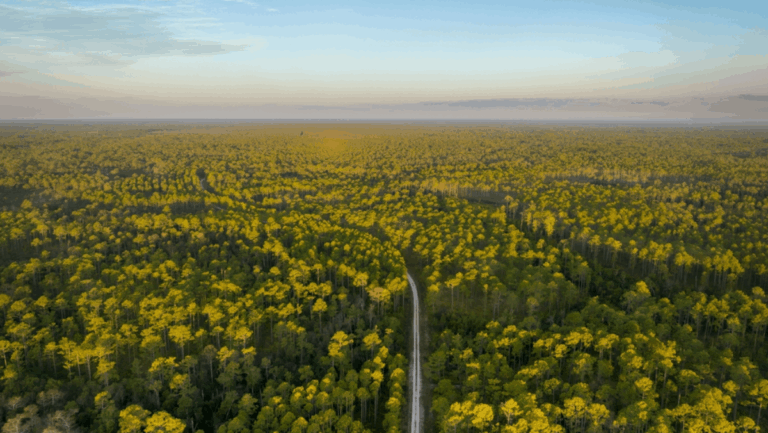 Florida Has More Biodiversity Than Almost Any Other State—Here's Where to Experience It