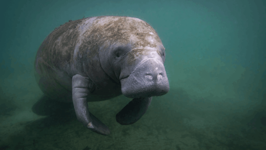 Manatee Season in Florida Lasts Till the End of March—Here Are the 6 Best Places to Spot Them