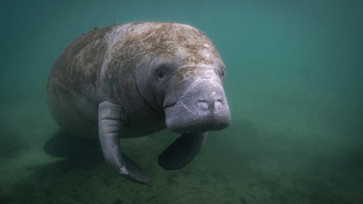 Manatee Season in Florida Lasts Till the End of March—Here Are the 6 Best Places to Spot Them